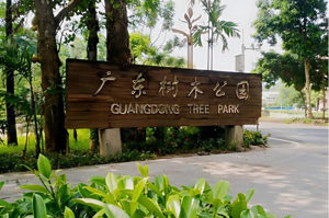 广东树木公园  